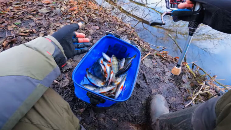 Мікроджиг у грудні - які ваги працюють по хижаку