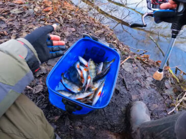 Микроджиг в декабре: рыбаки находят уловистые веса для нестабильной воды
