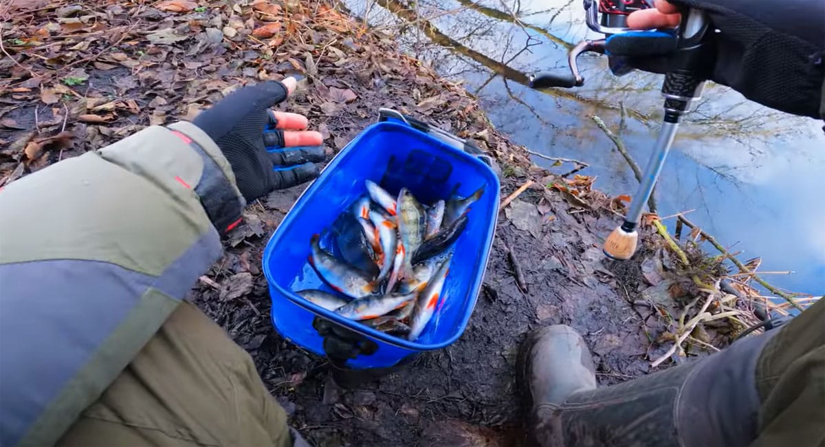 Микроджиг в декабре - какие веса работают по хищнику