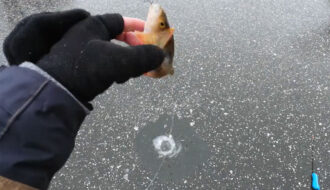 Окунь на мілководді: як утримати зграю під лункою на глибині до метра?