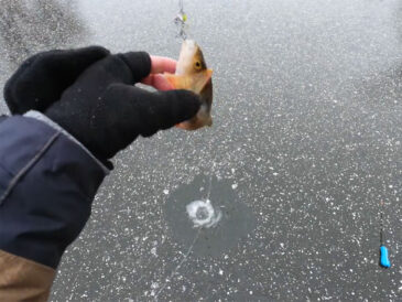 Окунь на мілководді: як утримати зграю під лункою на глибині до метра?