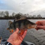 Рибалки часто помиляються при виборі спорядження для зимового спінінга (відео)