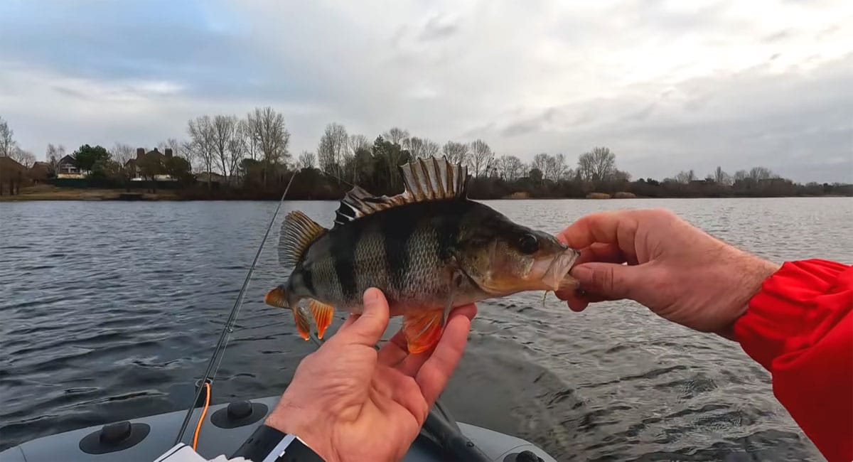 Пасивний окунь: коли підриви по дну працюють краще за волочіння