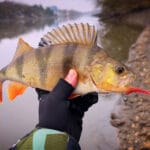 Ця проста деталь врятує макушатник від глухих зачепів: хитрість із пластиковим крилом