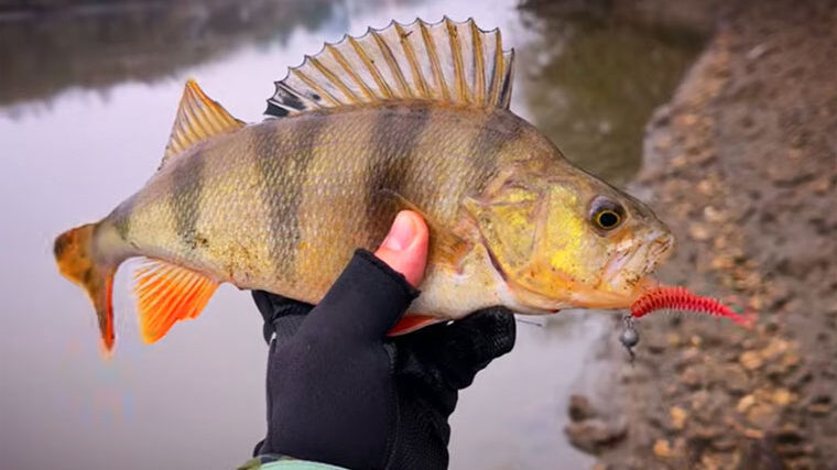 Перші морози в грудні та реакція риби - аналіз
