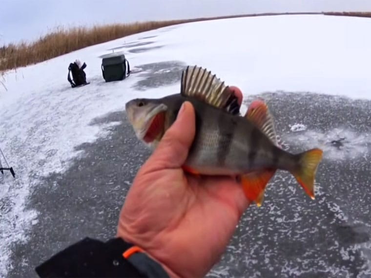 Перший лід: безпечна товщина та місця, де можна виходити на риболовлю