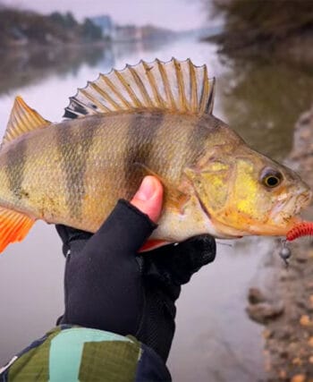 Первые морозы в декабре и реакция рыбы