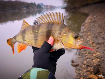 Первые морозы в декабре меняют поведение рыбы и структуру ловли