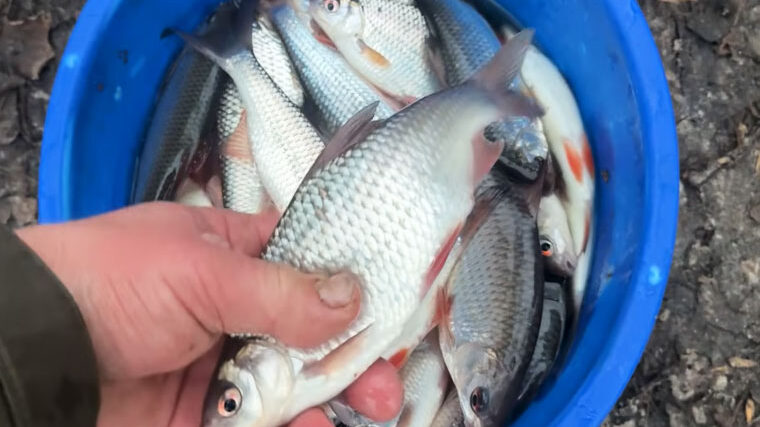 Почему плотва уходит из ям в декабре - наблюдения с Десны