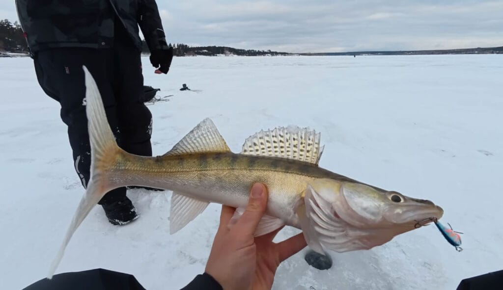 Приманки для зимової риболовлі