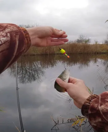 Рибалка знайшов місце з гігантськими окунями (відео)