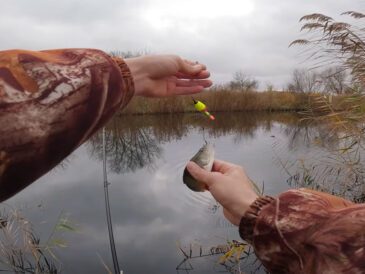 “Я в шоці”: рибалка знайшов місце з гігантськими окунями (відео)