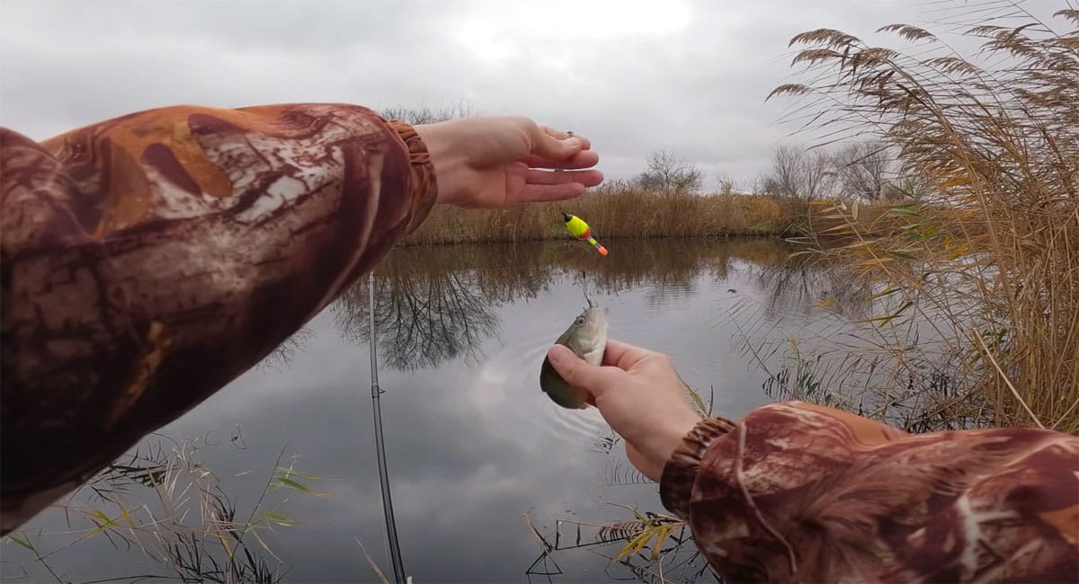 Рибалка знайшов місце з гігантськими окунями (відео)