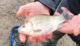 Риболовля на фідер у грудні: чому карась ігнорує прикормку і як це виправити