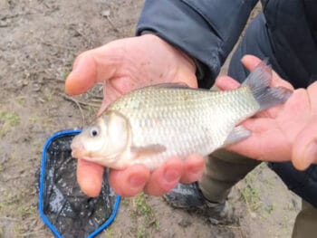 Риболовля на фідер у грудні: чому карась ігнорує прикормку і як це виправити