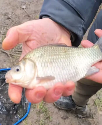 Риболовля на фідер у грудні: чому карась ігнорує прикормку і як це виправити