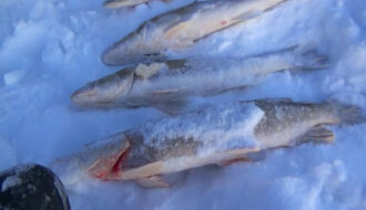 Що змінити при лові з льоду, щоб риба не йшла з точки