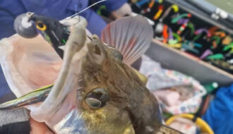 Судак резко активизировался в декабре - рыбаки сообщили о всплеске клева