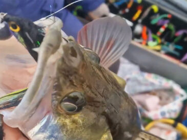 Неожиданный подъем клева: рыбаки рассказали, как судак активизировался в декабре