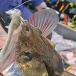 Проста тактика двох приманок, яка допомагає швидко знаходити річкову щуку