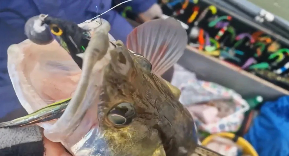 Судак різко активізувався у грудні - рибалки повідомили про сплеск кльову