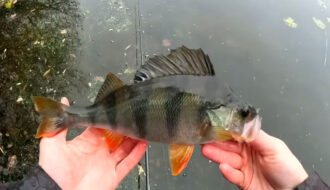 Убийца пассивного окуня: этот простой монтаж работает по холодной воде лучше всего