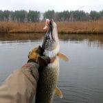 Що робити, якщо волосінні повідці перед риболовлею скручуються у пружину