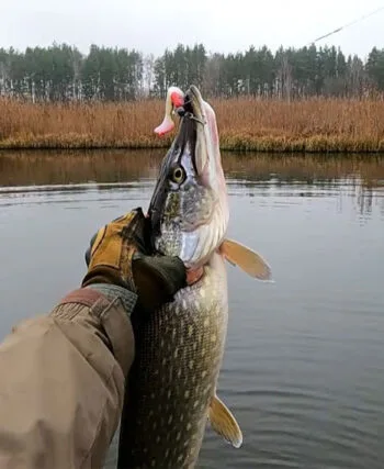 Уловисті принади грудня 2025: статистика