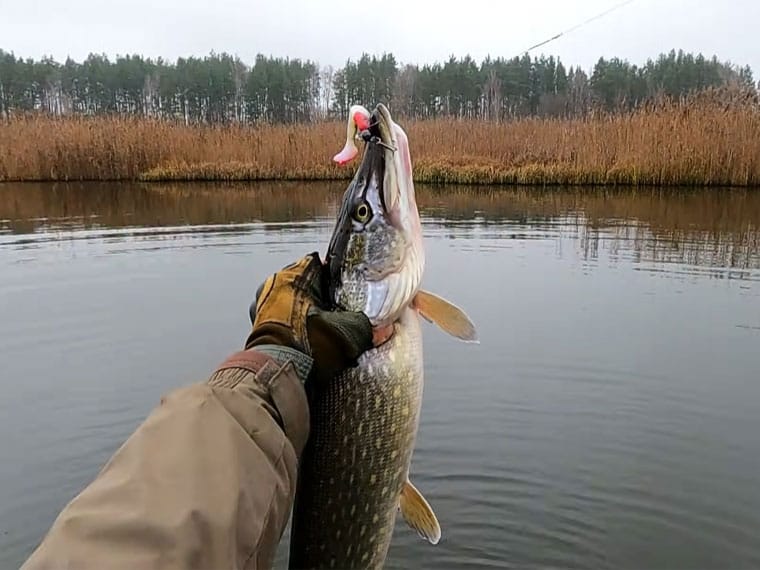 Уловисті принади грудня 2025: статистика