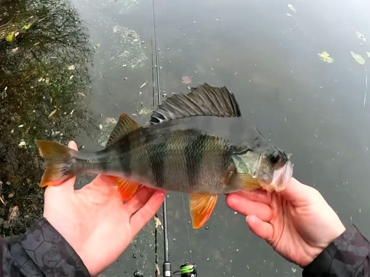 Вбивця пасивного окуня: цей простий монтаж працює по холодній воді найкраще
