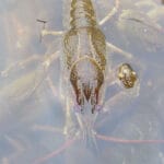 Легенда з минулого: рибалка відновив спінінг 1979 року до ідеалу