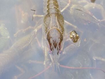 Запрет на вылов раков стартовал: что изменилось и где теперь нельзя ловить