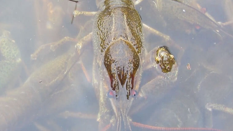 Запрет на вылов раков в Украине с 1 декабря 2025 - где нельзя ловить и какие штрафы