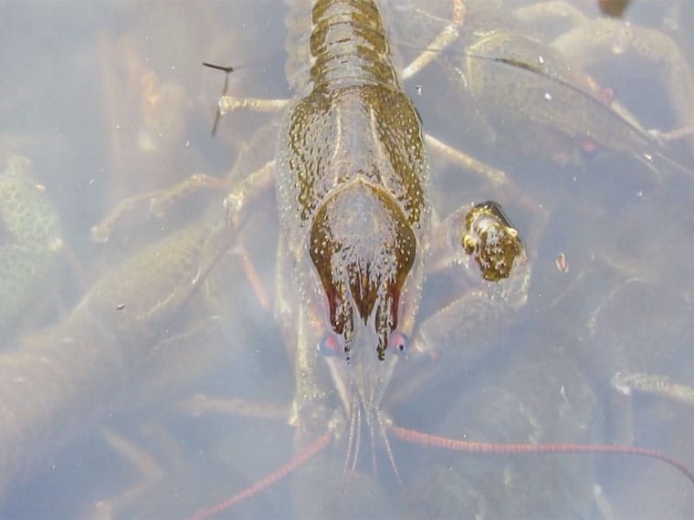 Запрет на вылов раков в Украине с 1 декабря 2025 - где нельзя ловить и какие штрафы