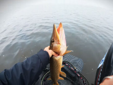 Зимний спиннинг: рыболовы фиксируют активность щуки и голавля на нетипичные приманки