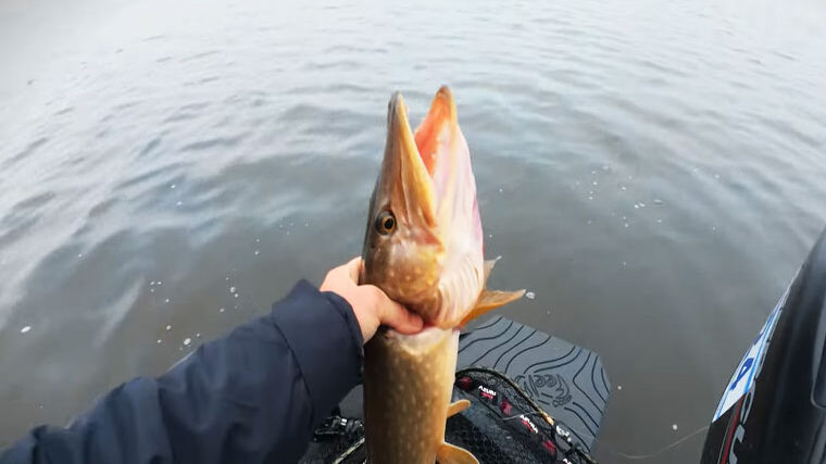 Зимний спиннинг и активная рыба - наблюдения рыболовов