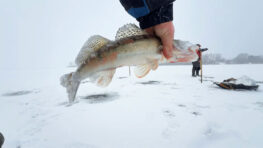 Небезпечний перший лід і активний судак на Київському водосховищі