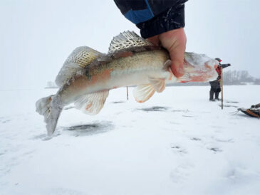 Небезпечний перший лід і активний судак на Київському водосховищі