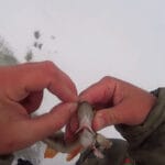 Окуні – «кавуни» в Килові: перший лід 2026 дав потужні роздачі на балансири