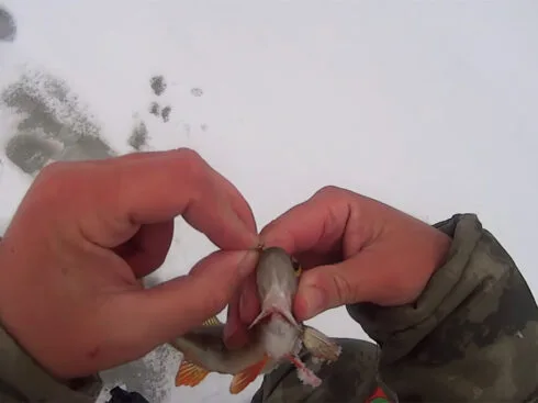 Чому окунь піднявся майже під самий лід і ігнорує приманки біля дна у яскравий сонячний день?