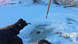 Чому плітка на течії раптово "вимикає" безмотильну мормишку і бере лише мотыля?