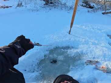 Чому плітка на течії раптово "вимикає" безмотильну мормишку і бере лише мотыля?