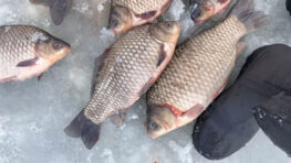 Чому трофейний карась стоїть в одній корчі та ігнорує лунки поруч?