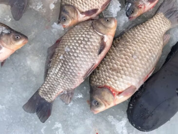 Чому трофейний карась стоїть в одній корчі та ігнорує лунки поруч?