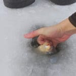 Почему крупный живец резко снижает число поклевок, но дает шанс на трофей 2.5+ кг?