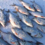 Підгодовування не працює: натуральне борошно вмикає клювання