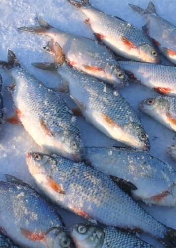 Риба ігнорує наживку: "гірлянда" повертає клювання