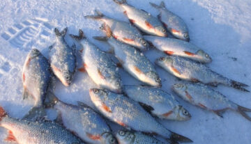 Риба ігнорує наживку: "гірлянда" повертає клювання