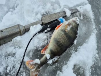 Какие ошибки чаще всего допускают зимой - что снижает улов и создает риск?