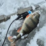 Як підгодовувати рибу взимку – що працює на першому льоду та в глухозим’я?